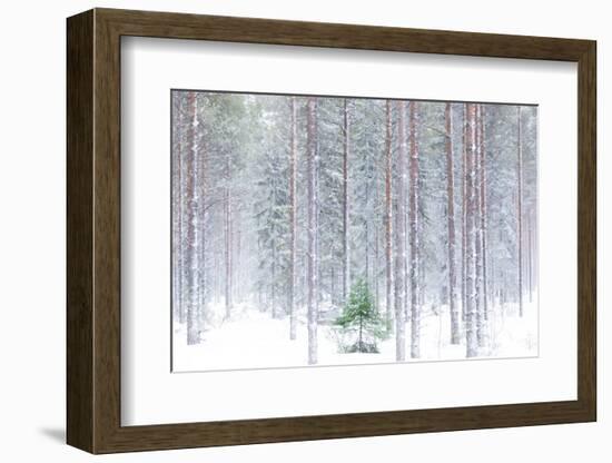 Tall trees in the snowy woods shrouded in the morning mist, Alaniemi, Rovaniemi, Lapland region, Fi-Roberto Moiola-Framed Photographic Print