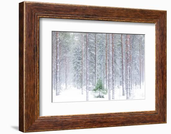 Tall trees in the snowy woods shrouded in the morning mist, Alaniemi, Rovaniemi, Lapland region, Fi-Roberto Moiola-Framed Photographic Print