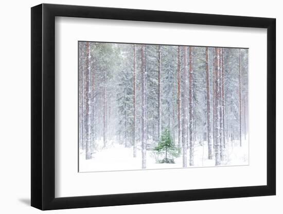 Tall trees in the snowy woods shrouded in the morning mist, Alaniemi, Rovaniemi, Lapland region, Fi-Roberto Moiola-Framed Photographic Print