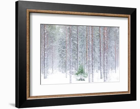 Tall trees in the snowy woods shrouded in the morning mist, Alaniemi, Rovaniemi, Lapland region, Fi-Roberto Moiola-Framed Photographic Print