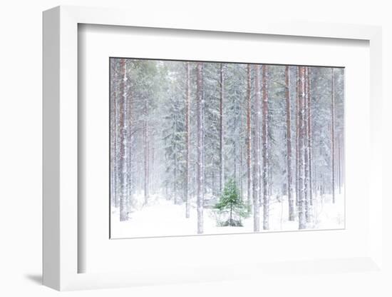 Tall trees in the snowy woods shrouded in the morning mist, Alaniemi, Rovaniemi, Lapland region, Fi-Roberto Moiola-Framed Photographic Print