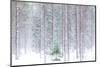 Tall trees in the snowy woods shrouded in the morning mist, Alaniemi, Rovaniemi, Lapland region, Fi-Roberto Moiola-Mounted Photographic Print
