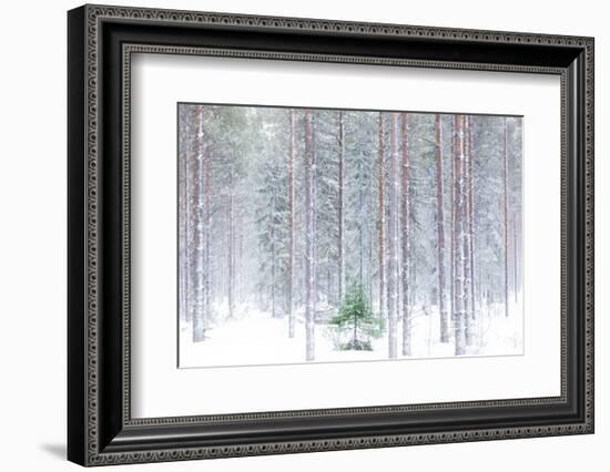 Tall trees in the snowy woods shrouded in the morning mist, Alaniemi, Rovaniemi, Lapland region, Fi-Roberto Moiola-Framed Photographic Print