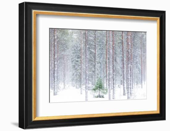 Tall trees in the snowy woods shrouded in the morning mist, Alaniemi, Rovaniemi, Lapland region, Fi-Roberto Moiola-Framed Photographic Print