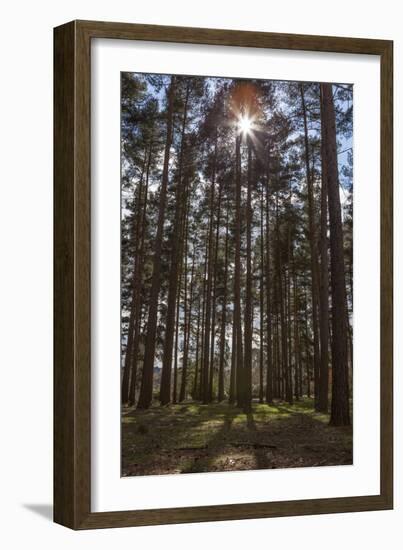 Tall Trees with Sunlight Breaking Through, Virginia Water, Surrey, England, United Kingdom, Europe-Charlie Harding-Framed Photographic Print