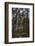 Tall Trees with Sunlight Breaking Through, Virginia Water, Surrey, England, United Kingdom, Europe-Charlie Harding-Framed Photographic Print