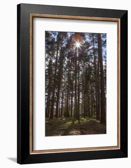 Tall Trees with Sunlight Breaking Through, Virginia Water, Surrey, England, United Kingdom, Europe-Charlie Harding-Framed Photographic Print