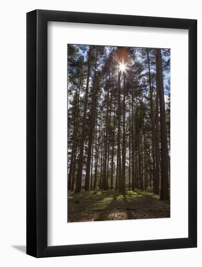 Tall Trees with Sunlight Breaking Through, Virginia Water, Surrey, England, United Kingdom, Europe-Charlie Harding-Framed Photographic Print
