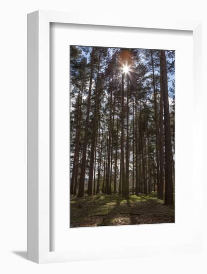 Tall Trees with Sunlight Breaking Through, Virginia Water, Surrey, England, United Kingdom, Europe-Charlie Harding-Framed Photographic Print