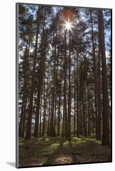 Tall Trees with Sunlight Breaking Through, Virginia Water, Surrey, England, United Kingdom, Europe-Charlie Harding-Mounted Photographic Print