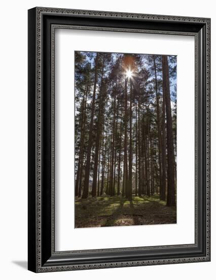 Tall Trees with Sunlight Breaking Through, Virginia Water, Surrey, England, United Kingdom, Europe-Charlie Harding-Framed Photographic Print