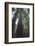 Tall Trees-DLILLC-Framed Photographic Print