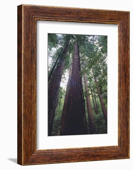 Tall Trees-DLILLC-Framed Photographic Print