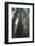 Tall Trees-DLILLC-Framed Photographic Print