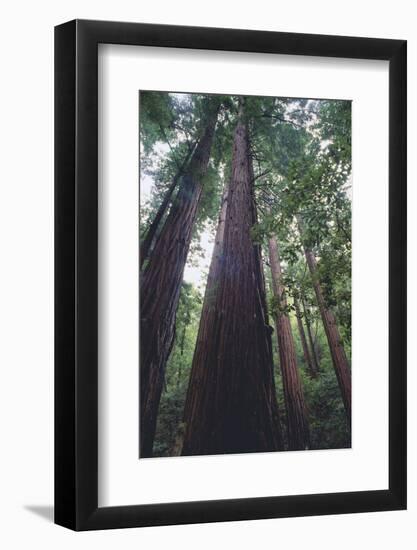 Tall Trees-DLILLC-Framed Photographic Print