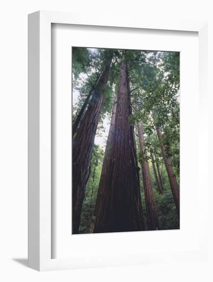 Tall Trees-DLILLC-Framed Photographic Print