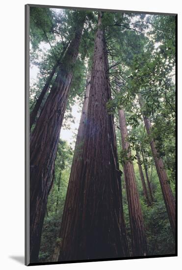 Tall Trees-DLILLC-Mounted Photographic Print