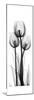Tall Tulips-Albert Koetsier-Mounted Premium Giclee Print
