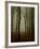 Tall Woods-David Baker-Framed Photographic Print