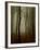 Tall Woods-David Baker-Framed Photographic Print