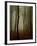 Tall Woods-David Baker-Framed Photographic Print