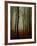 Tall Woods-David Baker-Framed Photographic Print