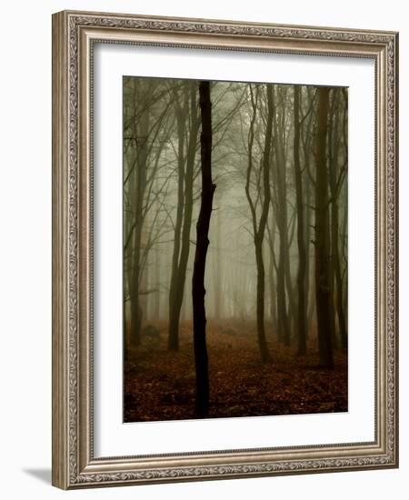 Tall Woods-David Baker-Framed Photographic Print