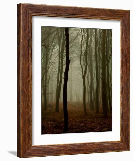 Tall Woods-David Baker-Framed Photographic Print