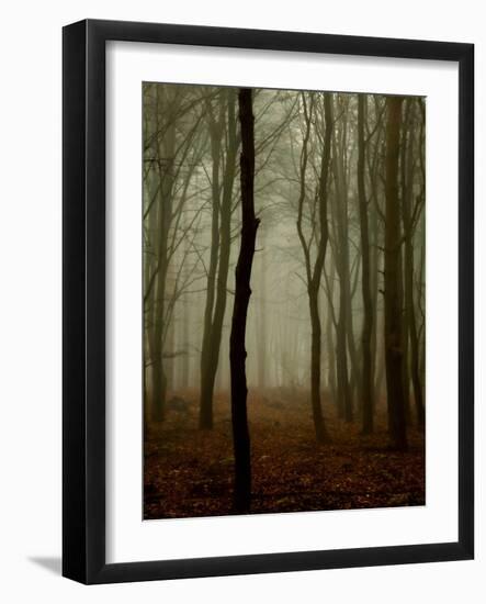 Tall Woods-David Baker-Framed Photographic Print