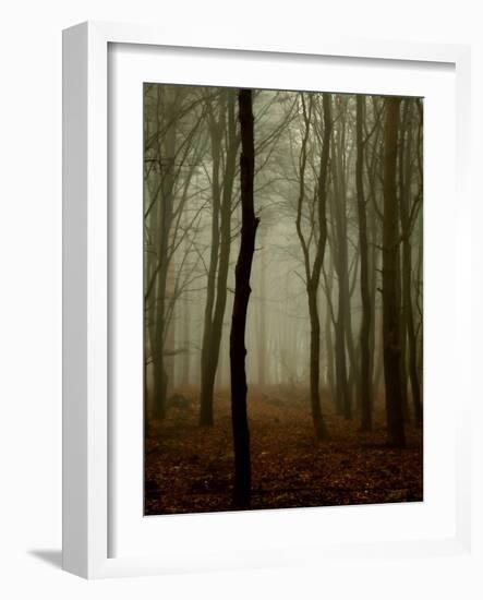 Tall Woods-David Baker-Framed Photographic Print