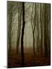 Tall Woods-David Baker-Mounted Photographic Print