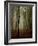 Tall Woods-David Baker-Framed Photographic Print