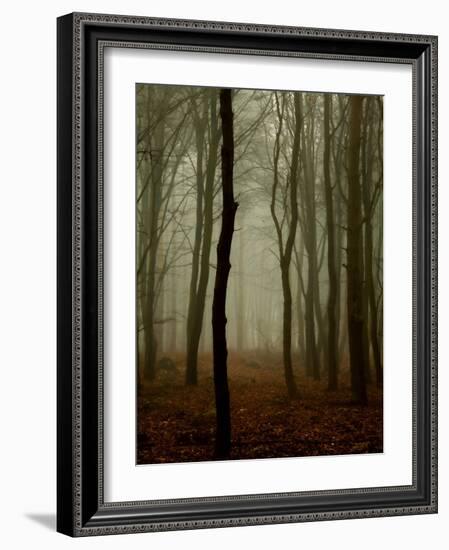 Tall Woods-David Baker-Framed Photographic Print