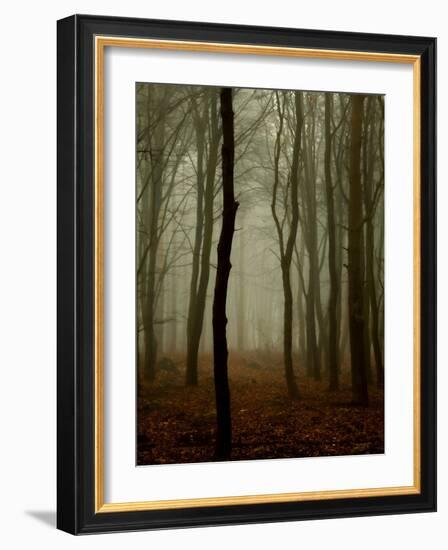 Tall Woods-David Baker-Framed Photographic Print