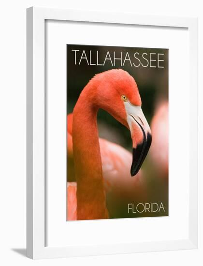 Tallahassee, Florida - Flamingo Up Close-Lantern Press-Framed Art Print