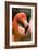 Tallahassee, Florida - Flamingo Up Close-Lantern Press-Framed Art Print