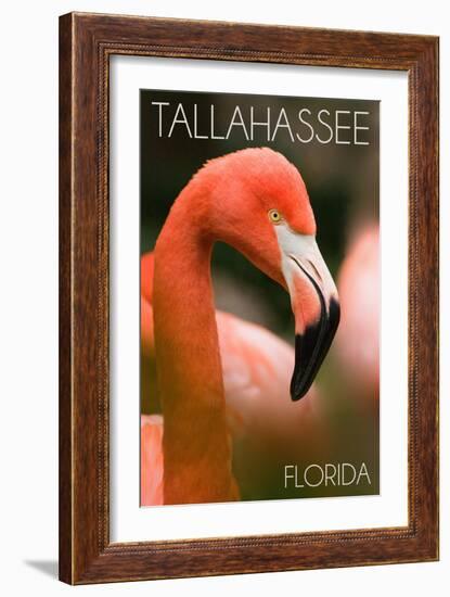 Tallahassee, Florida - Flamingo Up Close-Lantern Press-Framed Art Print