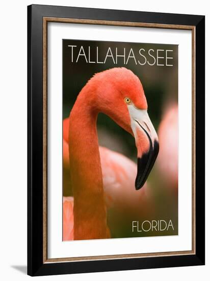 Tallahassee, Florida - Flamingo Up Close-Lantern Press-Framed Art Print