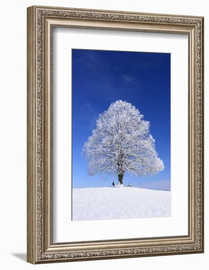 Tallness Old Lime-Tree with Hoarfrost in Winter in Bavaria-Wolfgang Filser-Framed Photographic Print