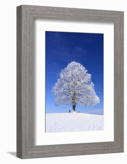 Tallness Old Lime-Tree with Hoarfrost in Winter in Bavaria-Wolfgang Filser-Framed Photographic Print