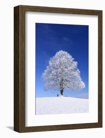 Tallness Old Lime-Tree with Hoarfrost in Winter in Bavaria-Wolfgang Filser-Framed Photographic Print