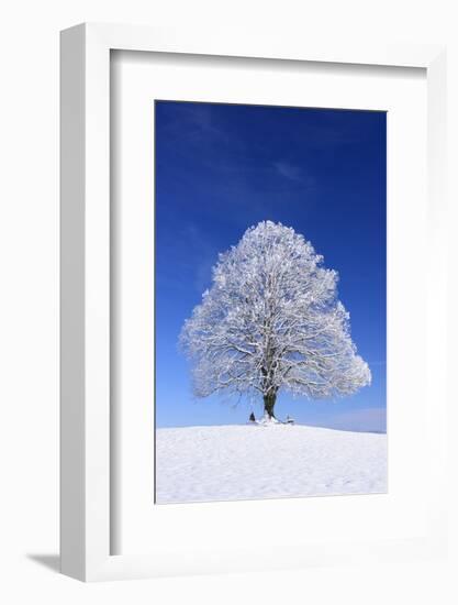 Tallness Old Lime-Tree with Hoarfrost in Winter in Bavaria-Wolfgang Filser-Framed Photographic Print