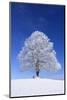 Tallness Old Lime-Tree with Hoarfrost in Winter in Bavaria-Wolfgang Filser-Mounted Photographic Print