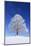 Tallness Old Lime-Tree with Hoarfrost in Winter in Bavaria-Wolfgang Filser-Mounted Photographic Print