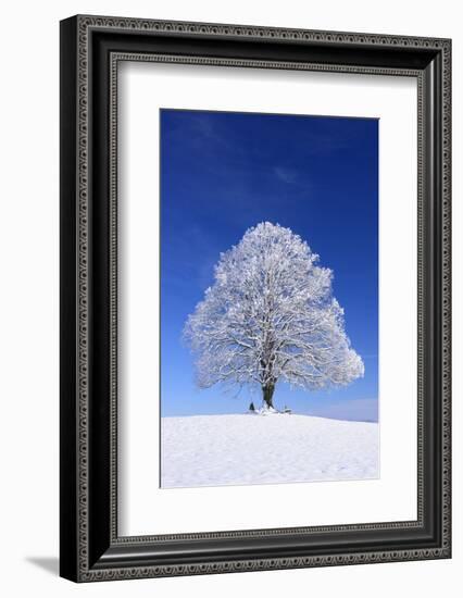 Tallness Old Lime-Tree with Hoarfrost in Winter in Bavaria-Wolfgang Filser-Framed Photographic Print