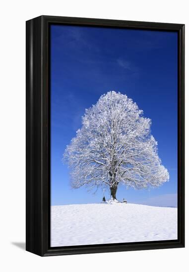 Tallness Old Lime-Tree with Hoarfrost in Winter in Bavaria-Wolfgang Filser-Framed Premier Image Canvas