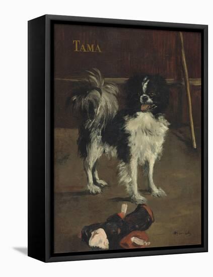 Tama, the Japanese Dog, c.1875-Edouard Manet-Framed Premier Image Canvas