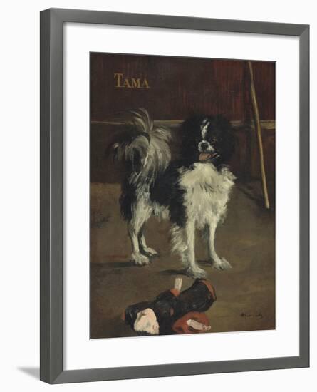 Tama, the Japanese Dog, c.1875-Edouard Manet-Framed Giclee Print