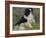 Tama, the Japanese Dog, C.1876 (Oil on Canvas)-Pierre Auguste Renoir-Framed Giclee Print