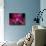 Taman Orchid, Kuala Lumpur, Malaysia-Michele Molinari-Photographic Print displayed on a wall